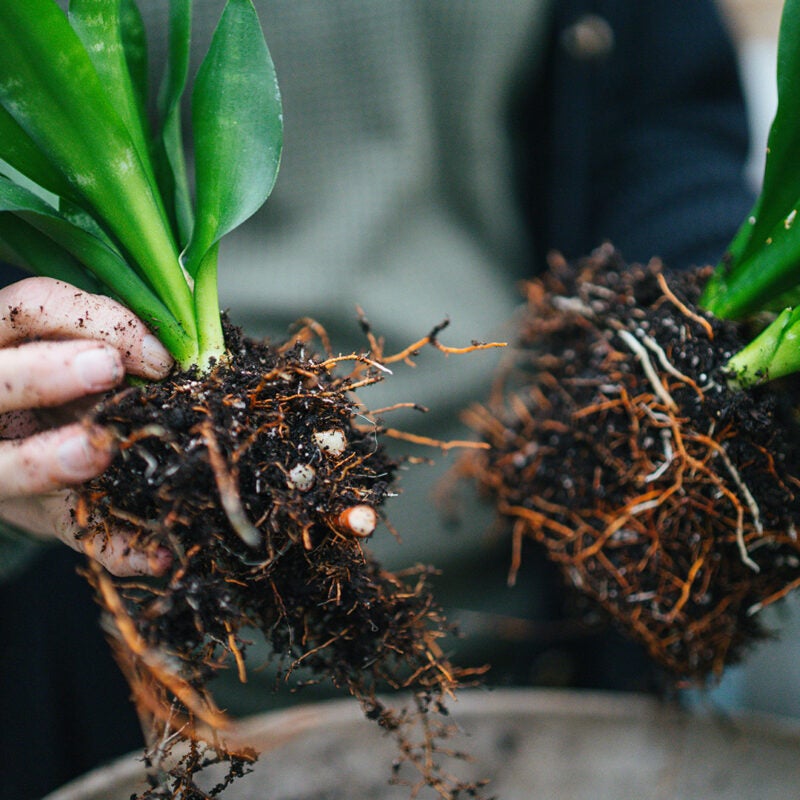 A close-up image of two hands holding green plants