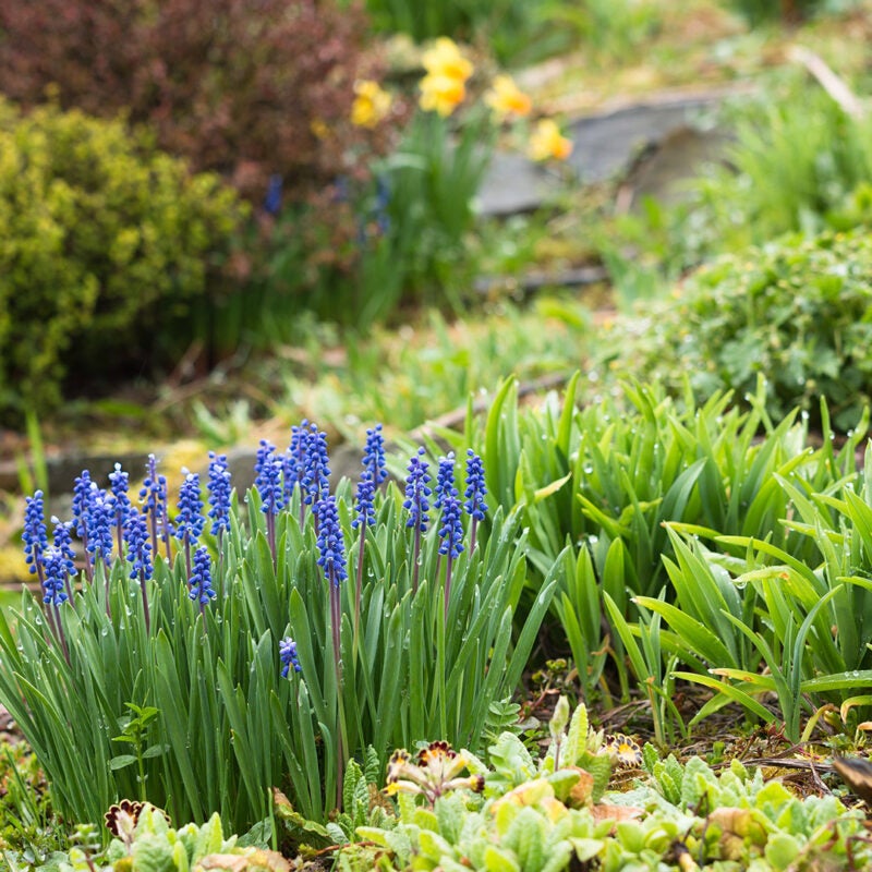 Flowers and plants in a rain garden